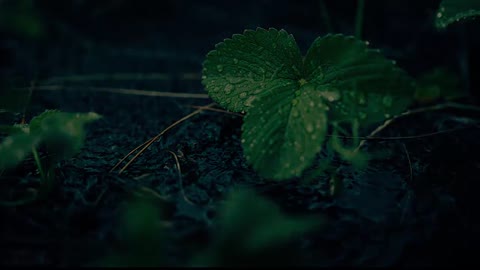 the sound of rain and thunder, sleep and relax therapy