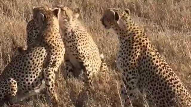 Leopards having good time in nature