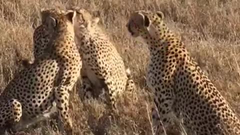 Leopards having good time in nature