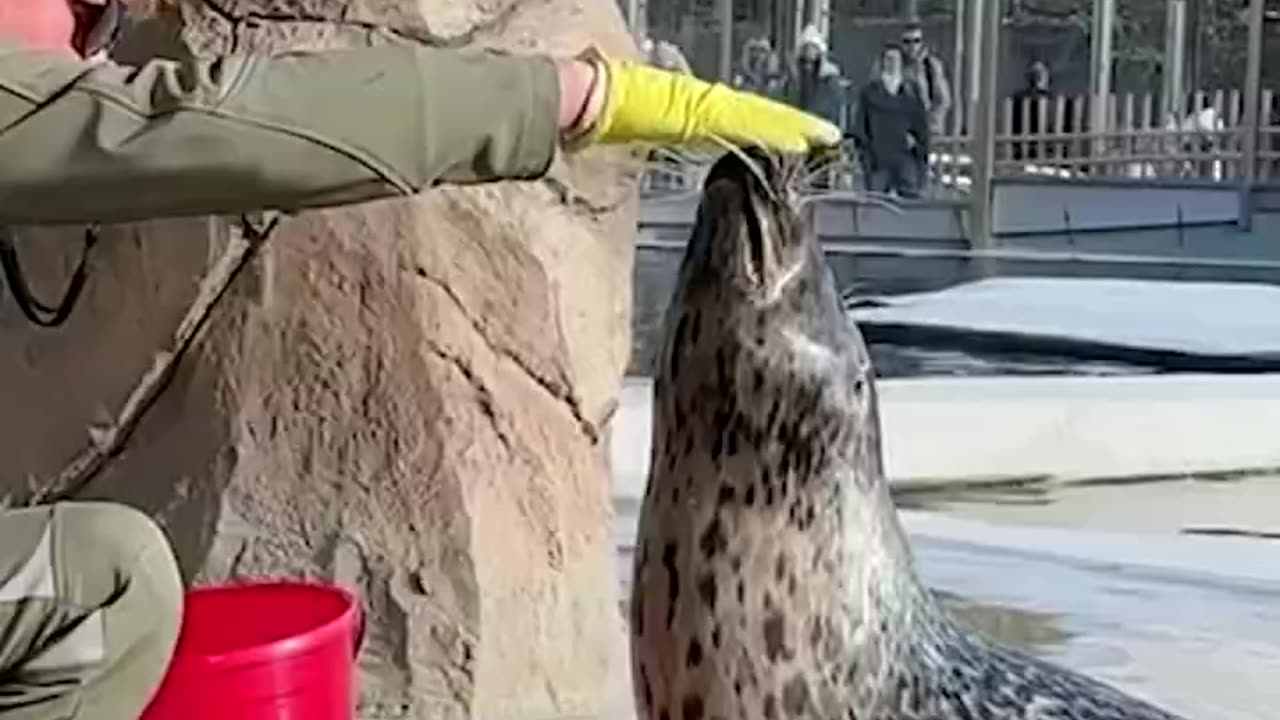 Trained seal 😊