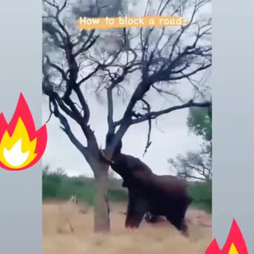Angry elephant blocks the road