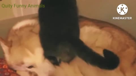 Funny dogs and cats 😹😺🤩