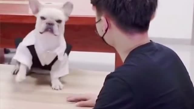 Smart dog