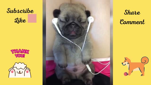 Infant Dogs Video Cute Pets And Funny Animals