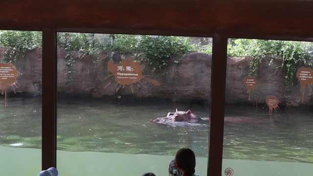 Hippo (taiwan zoo)