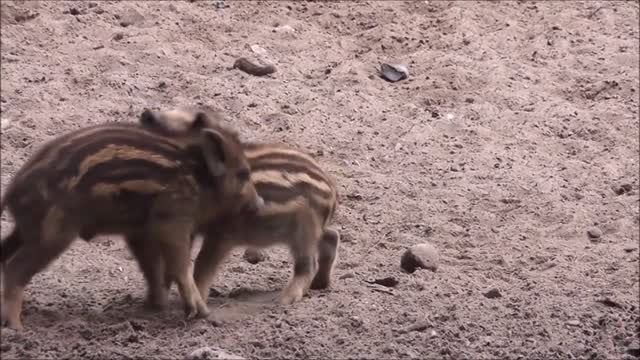 Lovely, cute, little boar fight.