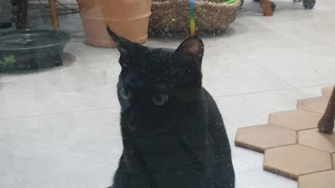 The black cat looking at the store.