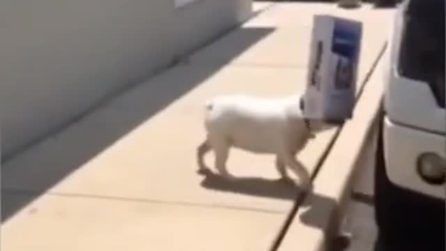 weird animal fail 💥
