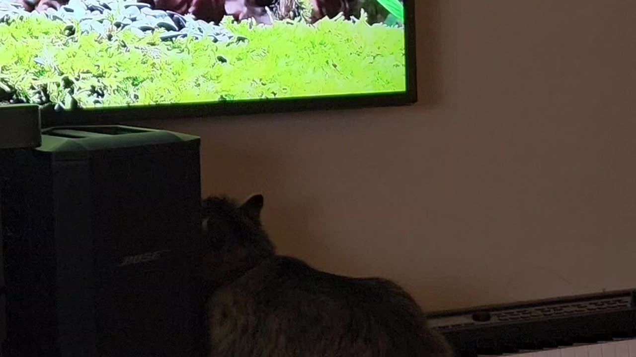 Petunia Watches Cat TV (Featuring Petunia The Norwegian Forest Cat)