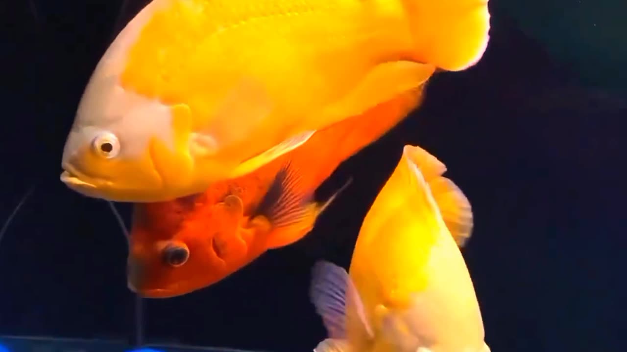 Satisfying Oscar Fish ASMR That Makes You Calm Original Satisfying Videos PART - 8