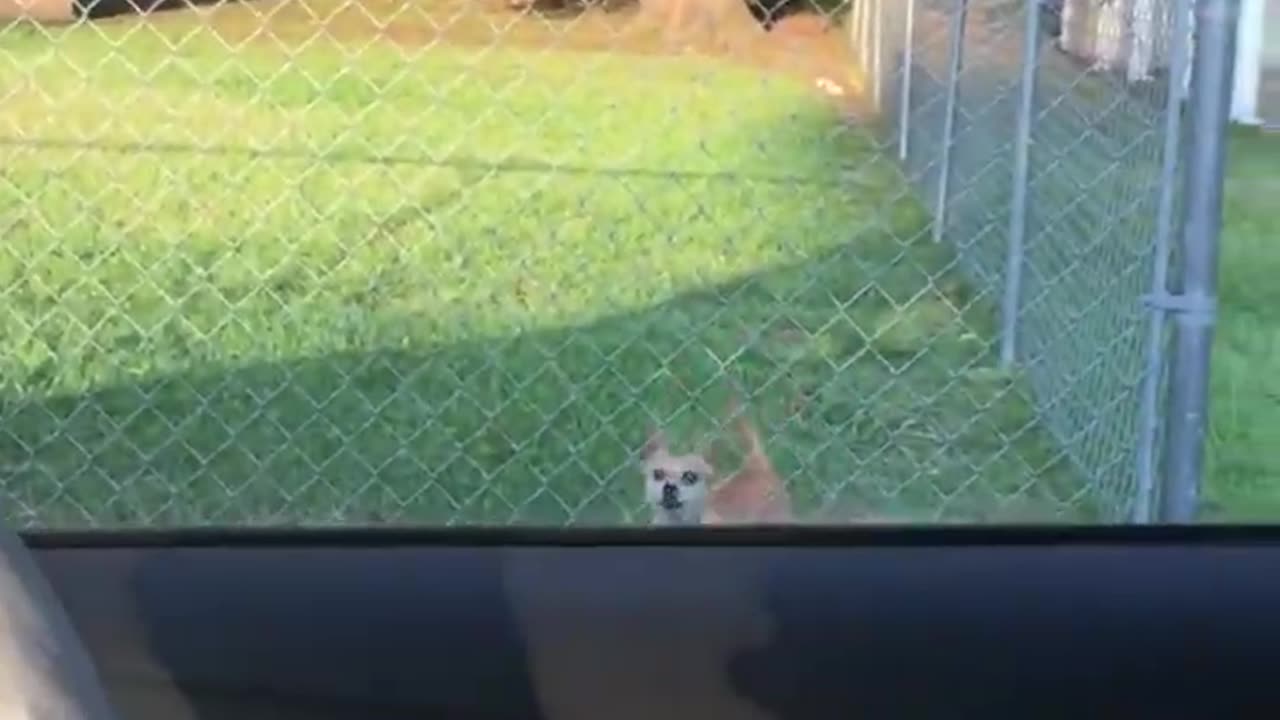 Funny Cockatoo and Pups Have Lively Convo!