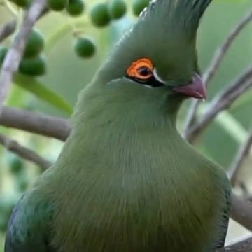 Most Beautiful Birds In The Forest