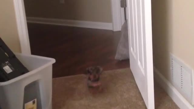 Collab copyright protection - bacon mini weenie comes when called