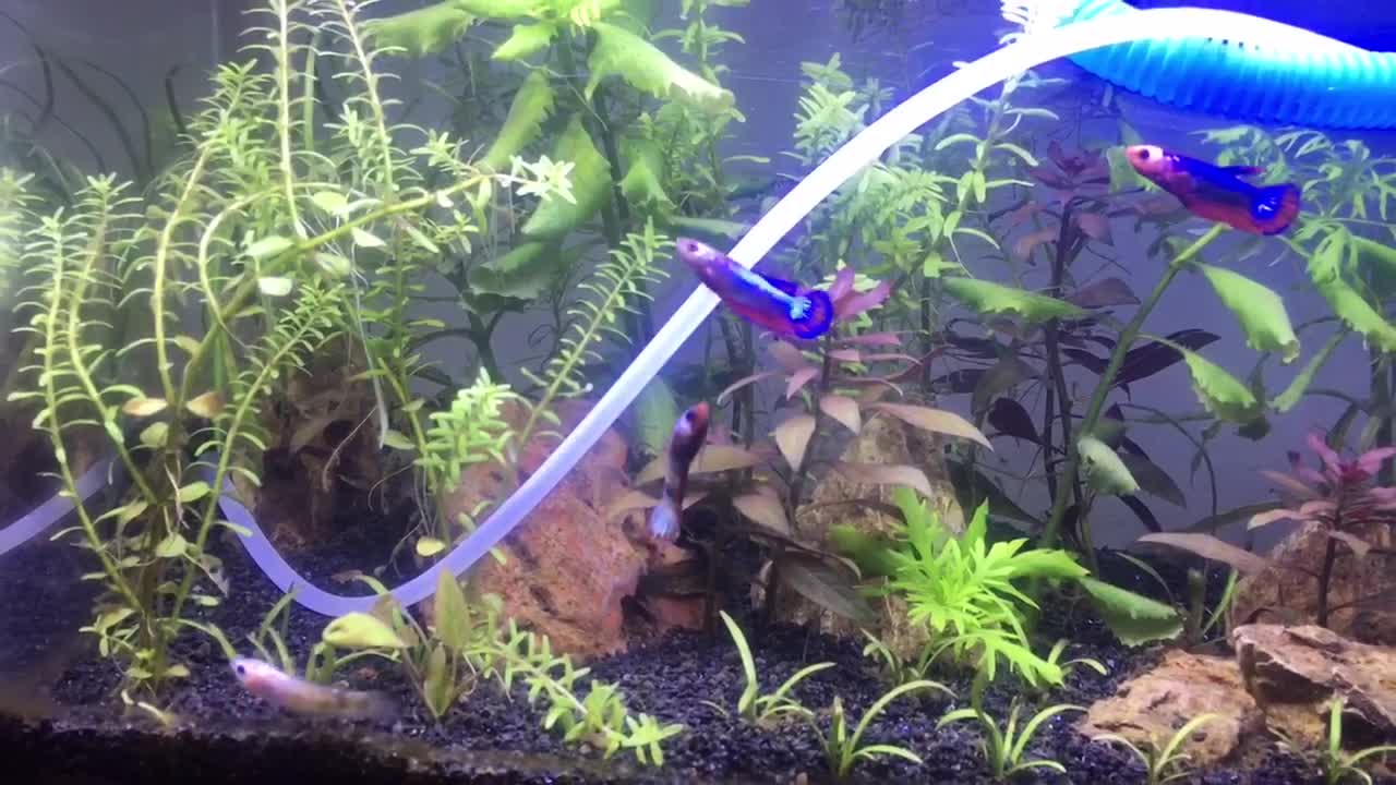 Betta Sorority Fish