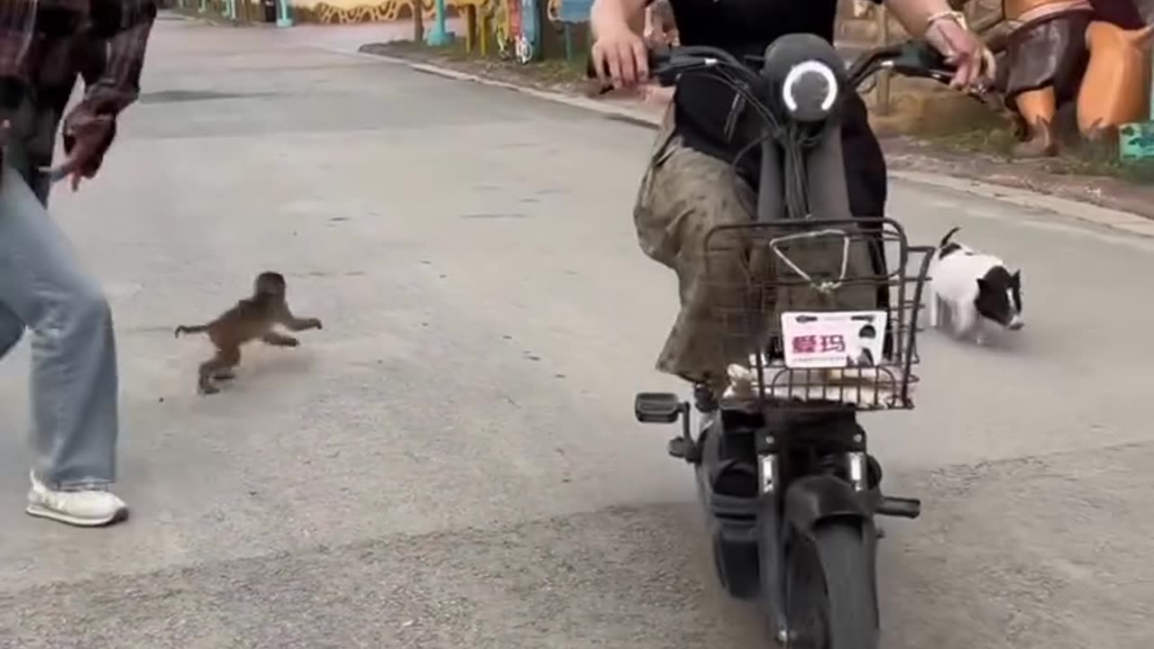 Baby monkey riding a baby pig