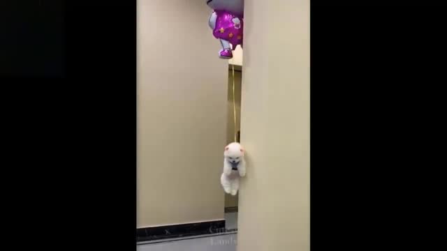 cat with the balloon