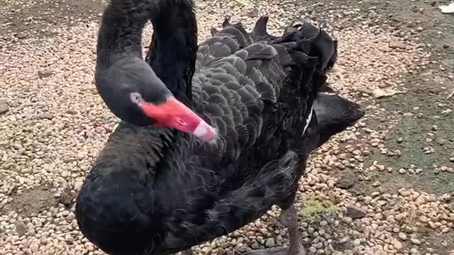 Lazy big black goose