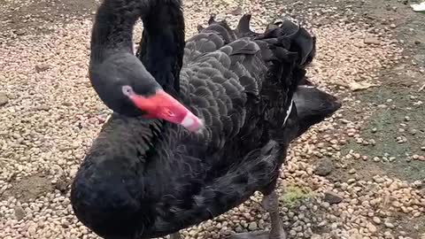 Lazy big black goose