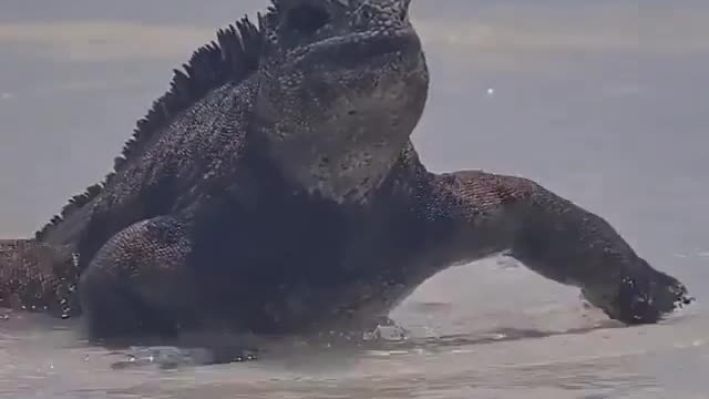 Baby Godzilla