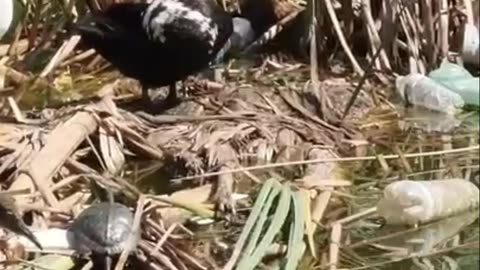 Ducks On Lake