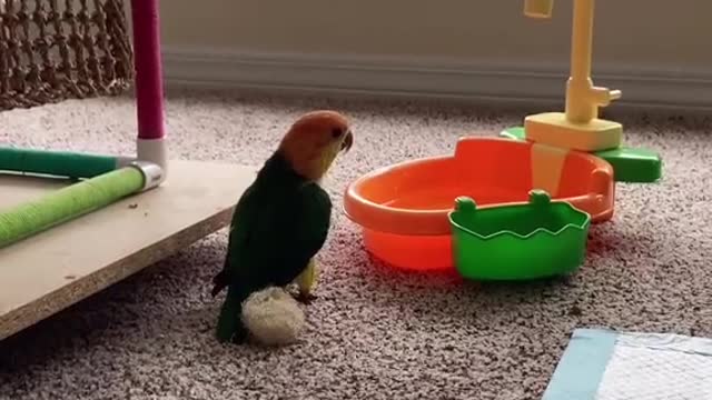 How beautiful this bird works like children