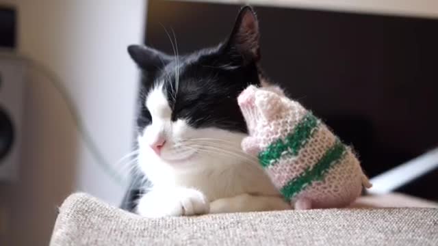 This cat really loves her little piggy!