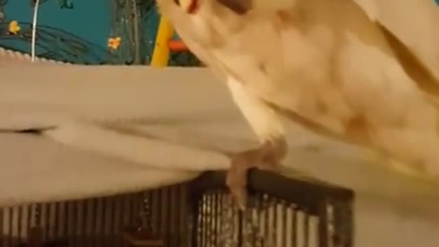 Parrot Steals Mommy's Pop Tart!!!