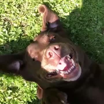 Smiling dog lying on the grass