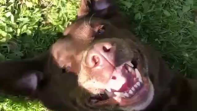 Smiling dog lying on the grass