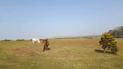 Wild ponies grazing. Tavistock. Dartmoor