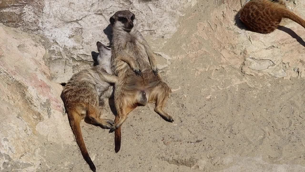 suricati più divertenti del mondo