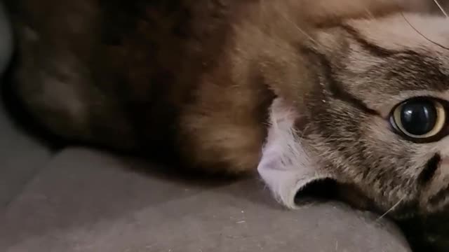 cute cat