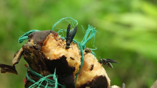 Winged insects feeding on fruit