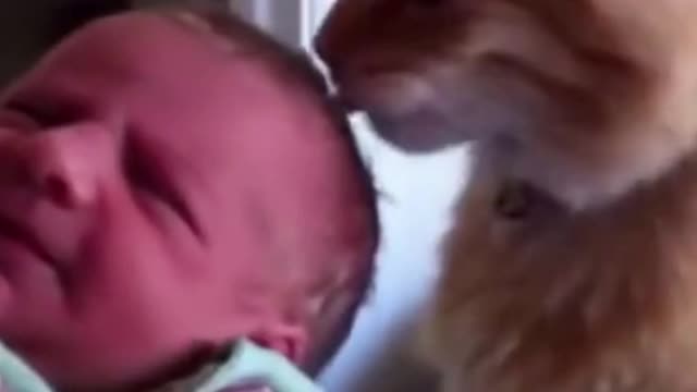 Kittens and Babies | Playing Together | Compilation #shorts