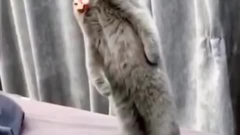 Funny chimpanzee video cat video nice video