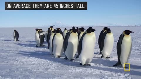 All About the Emperor Penguin