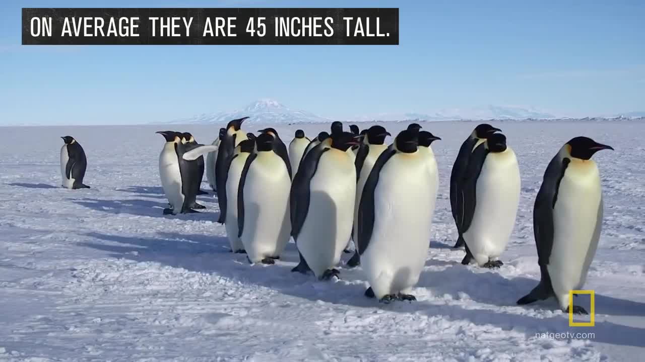 All About the Emperor Penguin