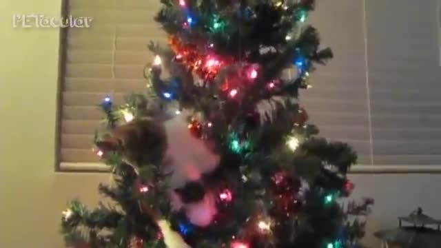 Funny Cats in Christmas Trees FUNNIEST cat Videos Compilation