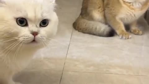 😱😱 Angry Cat Sound -- Realistic Cat Sound .