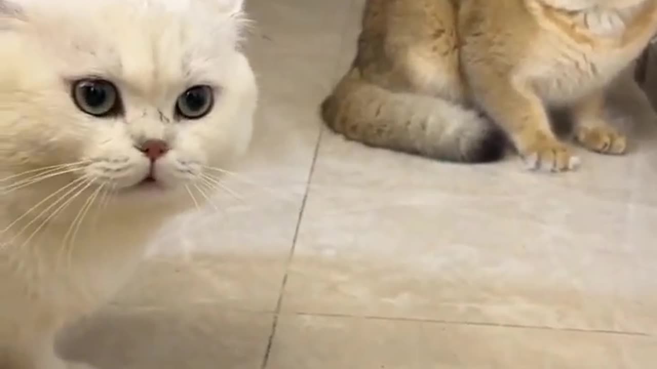 😱😱 Angry Cat Sound -- Realistic Cat Sound .