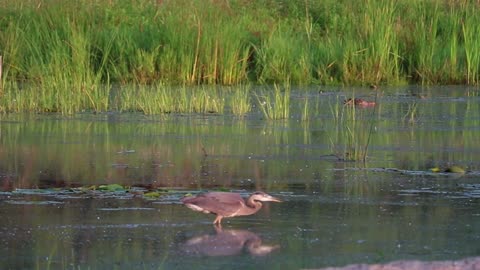 Blue Herons