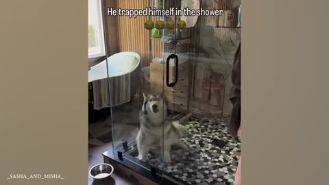 Huskies are the Queens of All Drama! 🤣 Funny Animals Videos 2024