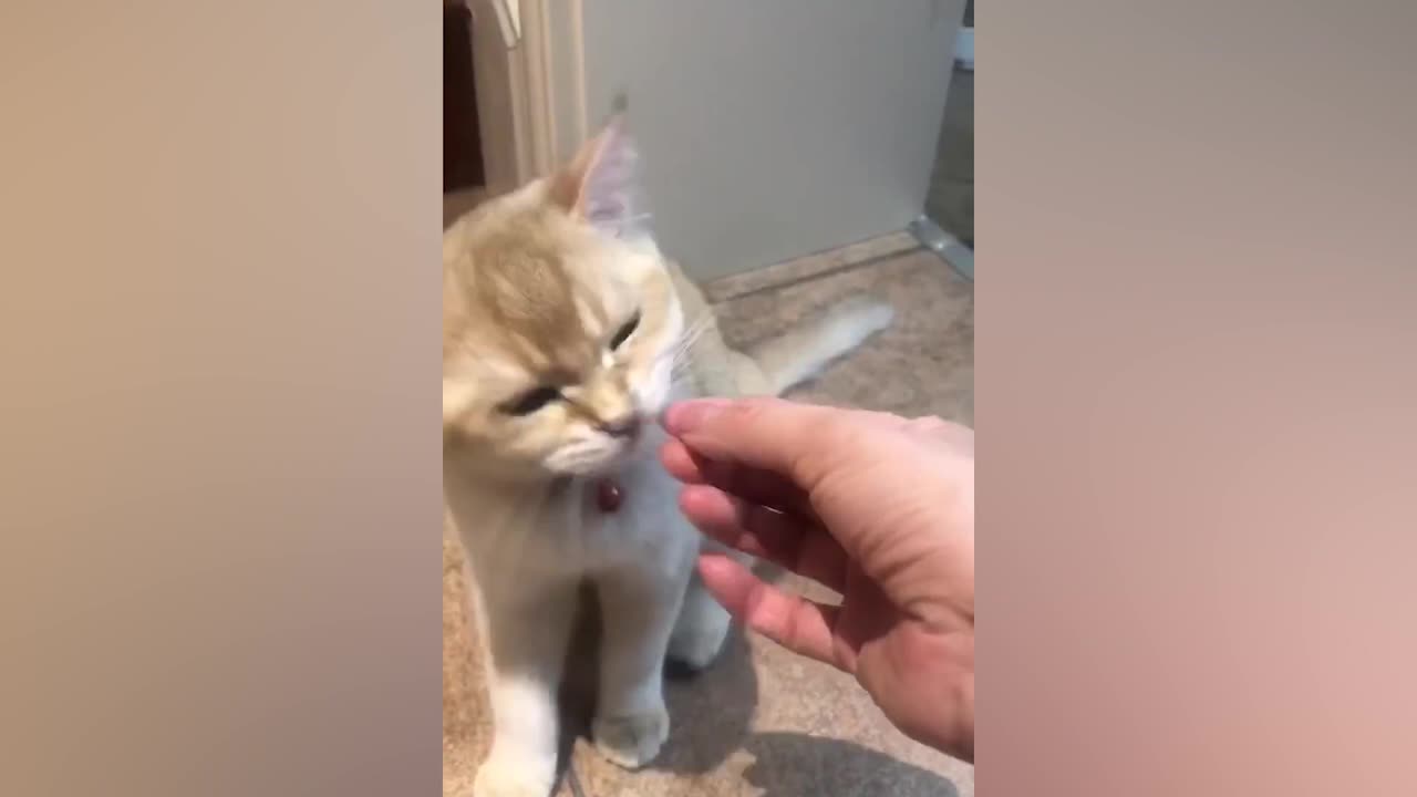 The right way to train a cat