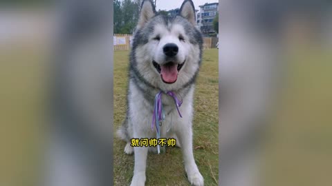 Dad Picks Up Beaming Daughter From Nursery In Special Husky-Drawn Carriage
