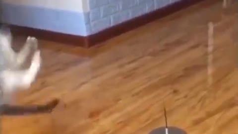 Cute cat playing with a ball