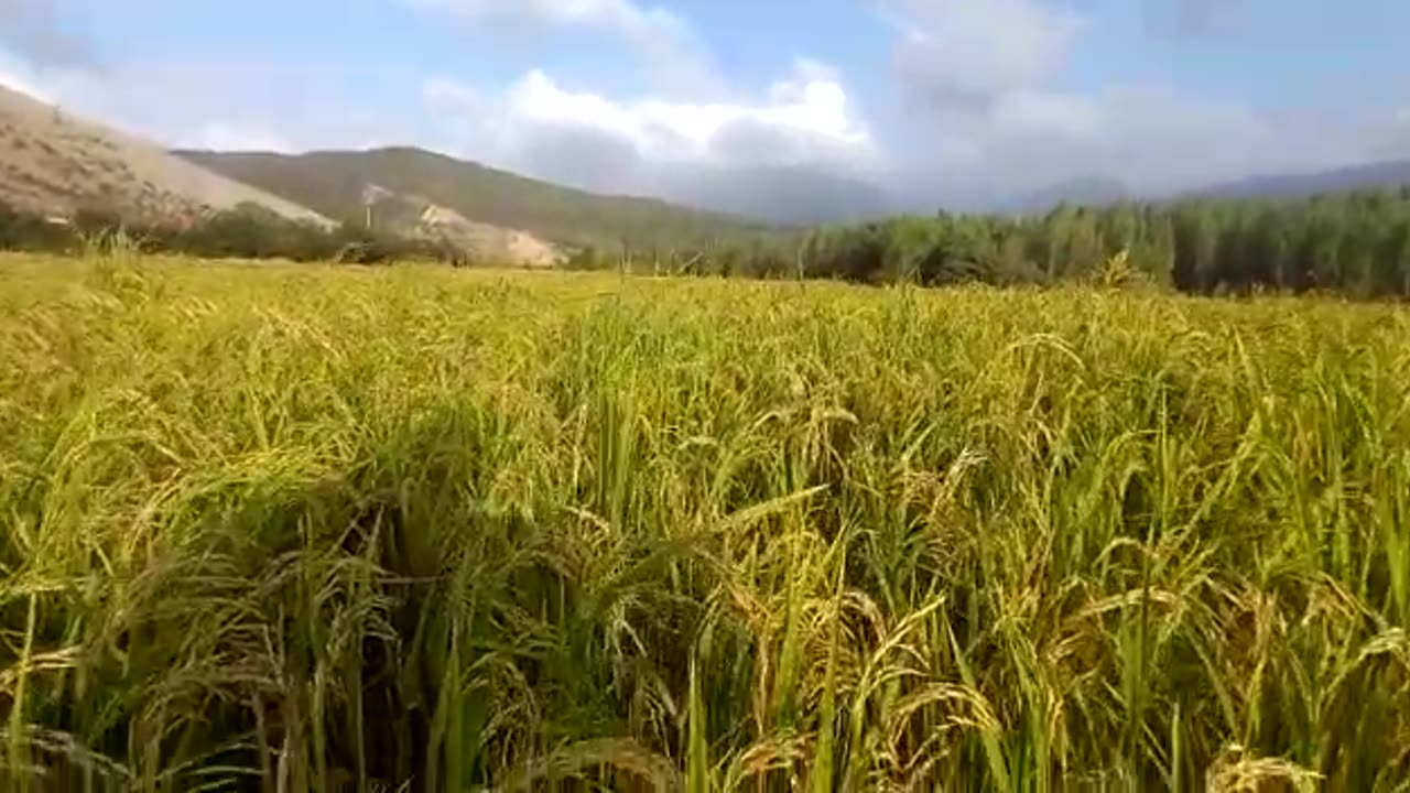 wheat field