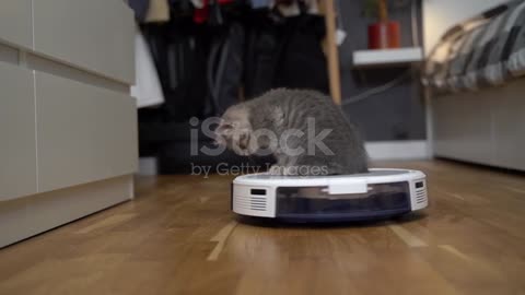 Funny Cat playing in vacuum cleaner.