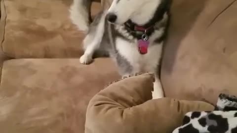 Husky throwing a temper tatum