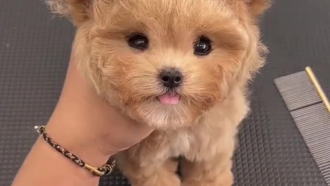 cute baby dog funny video #funnyvideo #dogvideoshorts