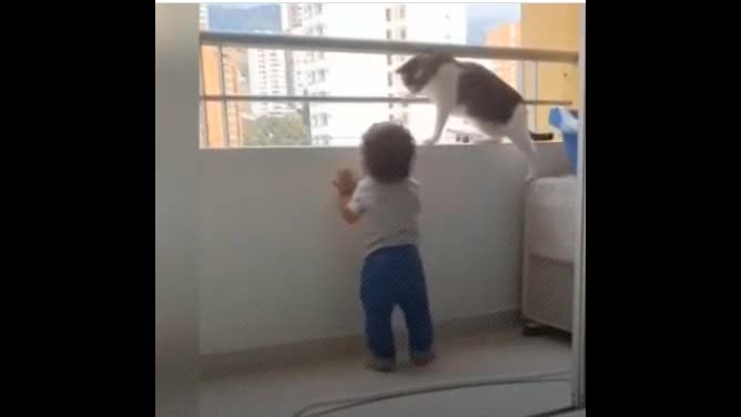 The cat warns a child not to fall